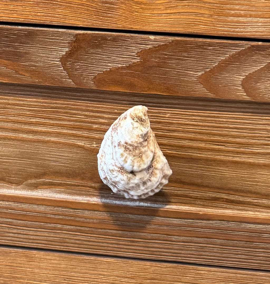 Oyster Shell Drawer Pull Knob