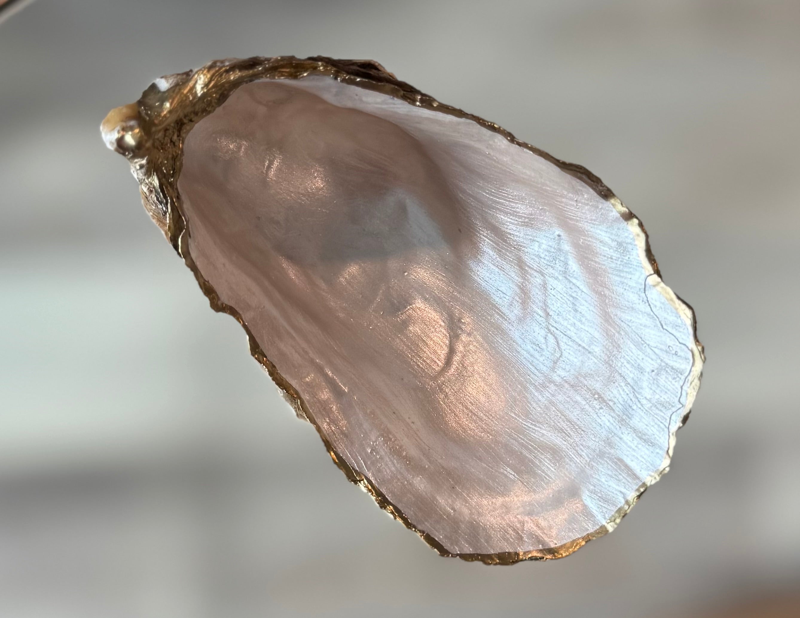 Single Oyster Shells